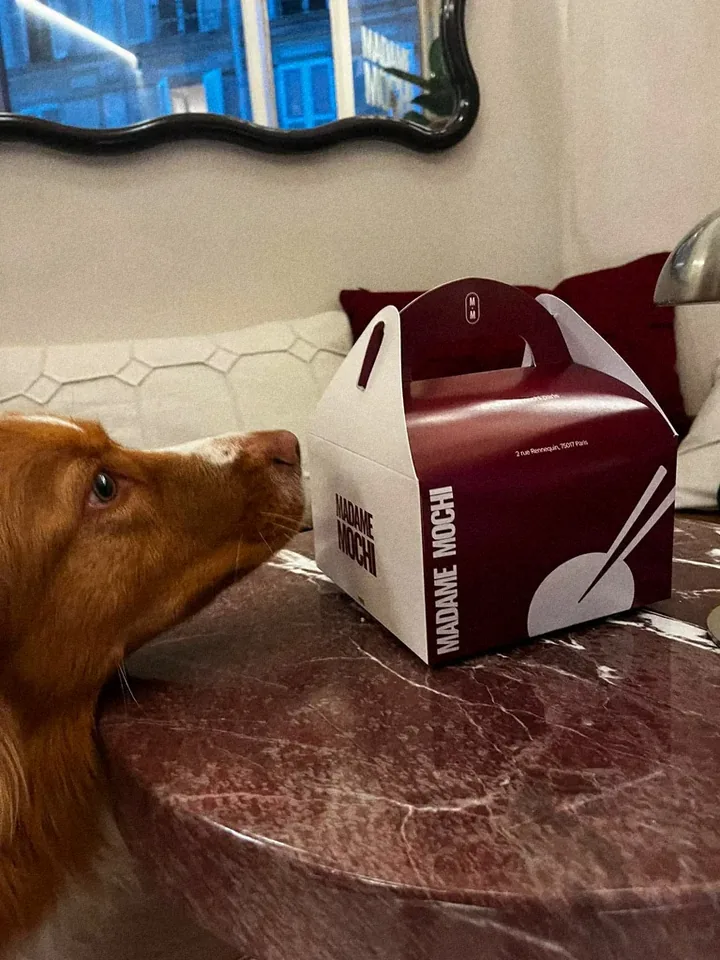 Un chien renifle une boîte Madame Mochi